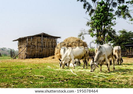 agriculture in rural life of Thailand