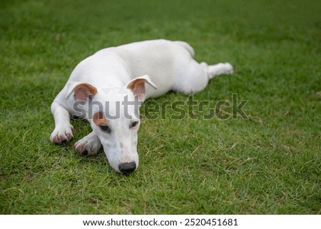 Image, Stock Photo Cute dog lying on carpet