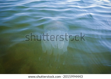 Similar – Image, Stock Photo Transparent Jellyfish With Long Poisonous Tentacles