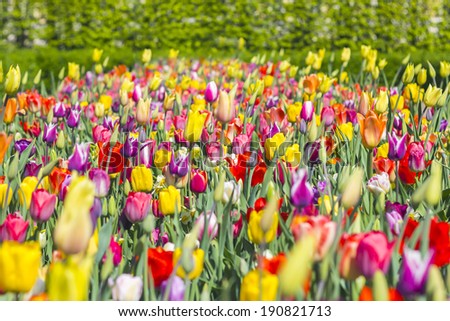 Multi coloured tulips and daffodils in the park.