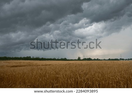 Similar – Foto Bild Sturmwolken über einem goldenen Kornfeld.