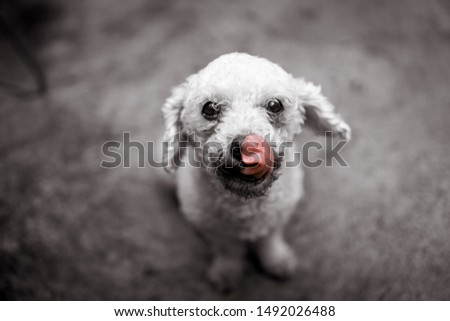 Shutterstock Puzzlepix