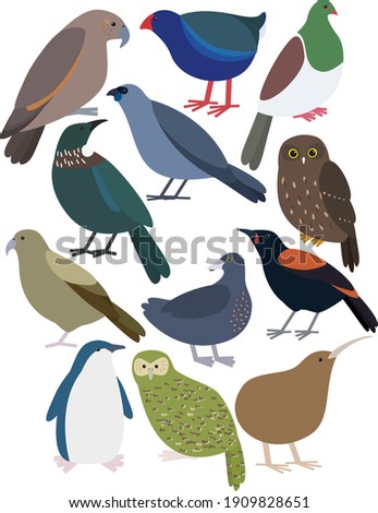 Cute New Zealand Birds Illustrated Vector - Set of 12