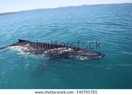 Humpback whale in the seas of Australia