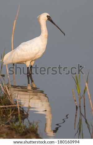 Black-faced Spoonbill standing in water