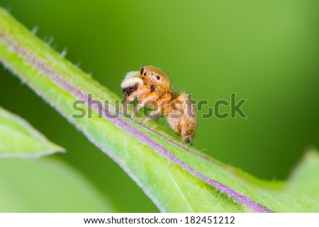 Jumping spider eating insect