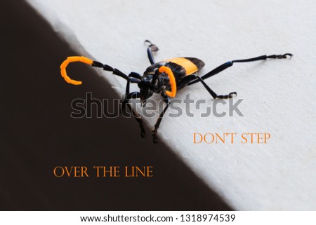 Similar – Image, Stock Photo On the Abyss Beetle