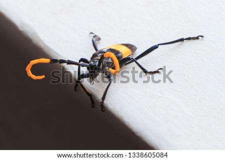 Similar – Image, Stock Photo On the Abyss Beetle