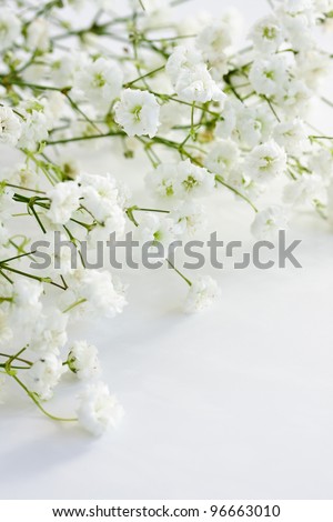 Gypsophila (Baby\'s-breath flowers), light, airy masses of small white flowers.
