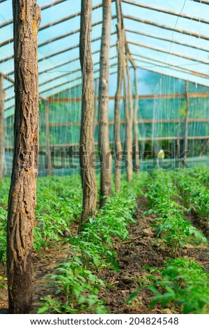 Young tomatoes growing in a large plant nursery in Romania. The strings are used to help the tomato tree grow upwards.