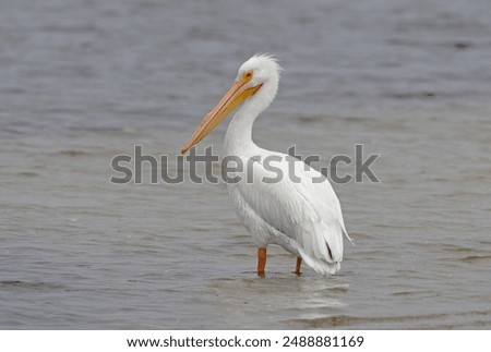 Similar – Foto Bild Pelikan auf den Florida Keys