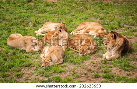Lions family on a rest