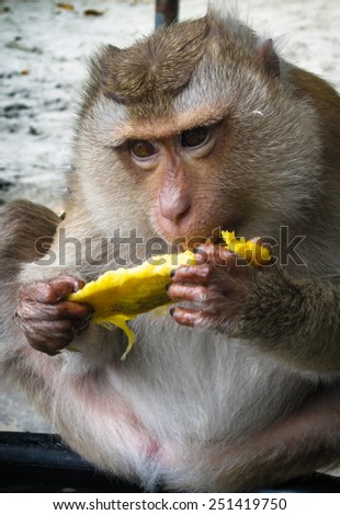 Monkey eating mango on the beach, Karon beach, Phuket, Tailand