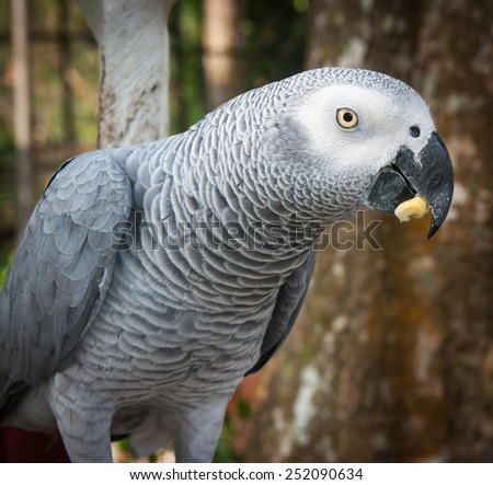 Portrait of a large gray parrot, Koh Samui, Land of smiles