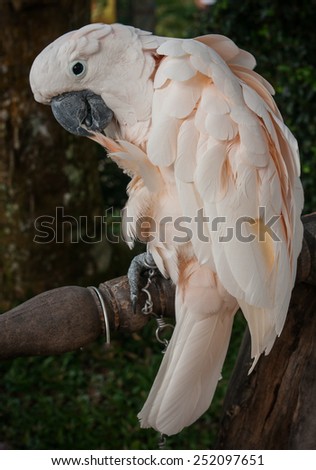 Portrait of a big rose parrot, Koh Samui, Land of smiles