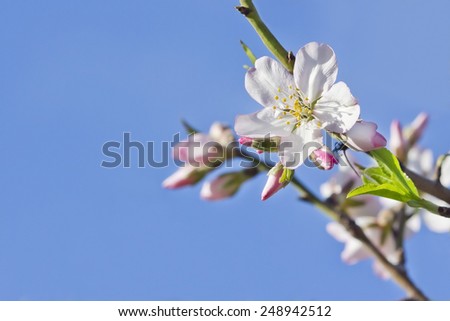 Prunus dulcis (Almond flower)