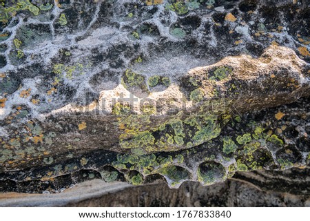 Linchen growing on a Surface eroded Sandstone Rock at Bare Island Fort, La Perouse.  Foto stock © 