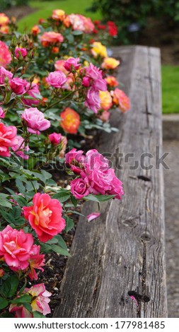 Rainbow of roses growing in a wooden planter box