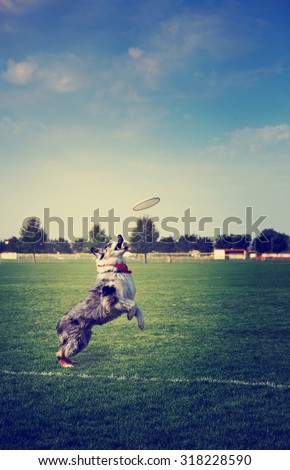 dog jumping to a frisbee in the air with determination at a park with a toned retro instagram filter during the day