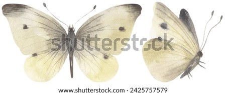 Similar – Image, Stock Photo Small cabbage white butterfly in light and shade