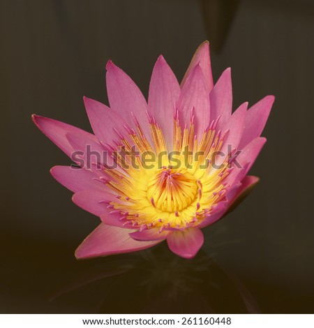 It is Single pink lotus for pattern.