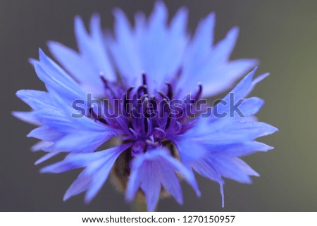 Image, Stock Photo Finally the cornflowers are starting to bloom in Fotoline’s summer flower meadow. This blue is sooooo beautiful!