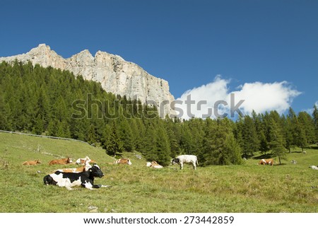 Cows grazing in a green meadow with pine trees an rock wall in the background with white clouds and blue sky