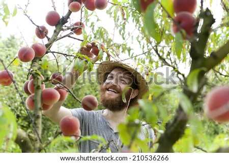 young hipster bearded smiling boy farmer who gathers peaches from the orchard with straw hat