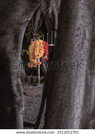 Similar – Image, Stock Photo Red trunk of marigold seedling in plastic seedling tray