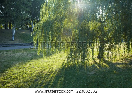 Weeping willow in the rays of the rising sun in the city park