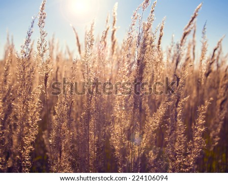Dry grass in the setting sun in the autumn field