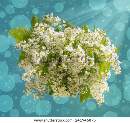 Holiday Bouquet of gentle white flowers of bird cherry tree on a turquoise background