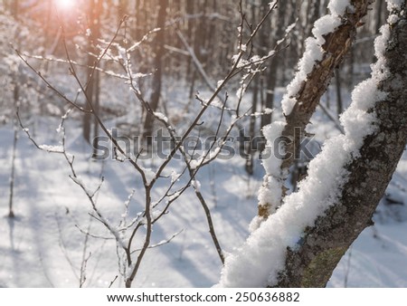 Winter landscape of snowy forest with patches of sunlight through the branches of trees