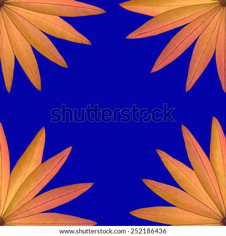 Square frame of yellow dry leaves of lupine at the corners isolated on blue background