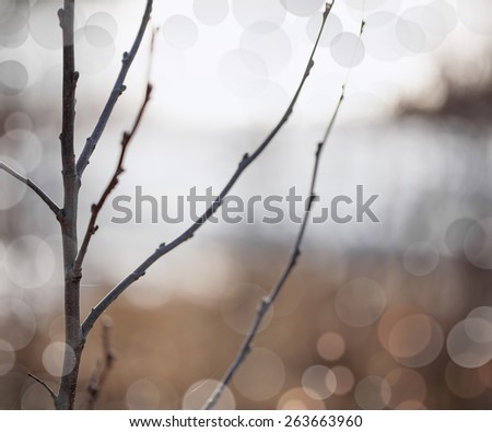 Silhouette of tree branches with kidneys in early spring on the blur background of lake shore in the snow
