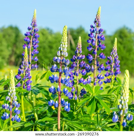 Blue and purple lupine flowers blooming on spring field on sky background. Wild flowers
