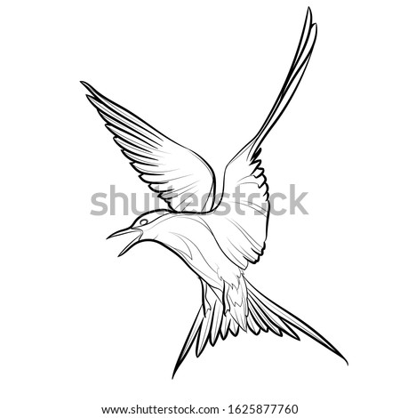 Flying Arctic tern. Line drawing. Black and white illustration. Vector.