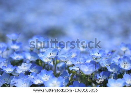 Similar – Image, Stock Photo plants and a blue sky