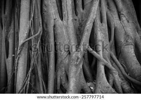 The root of banyan tree, the tropical plant