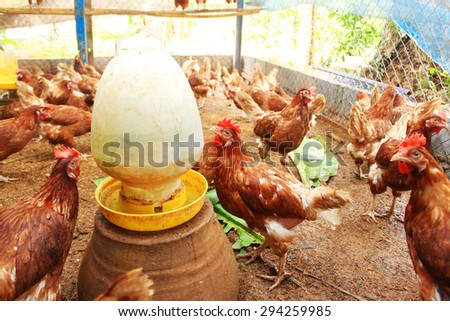 chicken farm Organic from Thailand