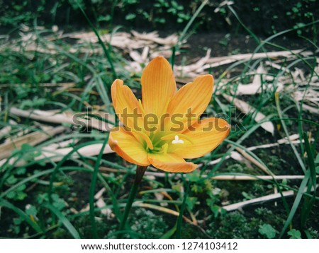 Unduh 990+ Background Bunga Lily Kuning Gratis Terbaik