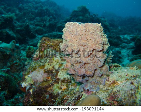 Jar shape of Sea Sponge, Sipadan Malaysia