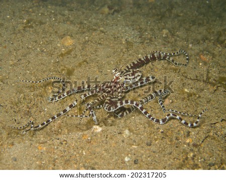 Mimic octopus (Thaumoctopus mimicus) in Anilao Phillipines