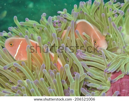 Pink Anemonefish Skunk Anemonefish In His Colorful Host Sea Anemone Stock Images Page Everypixel