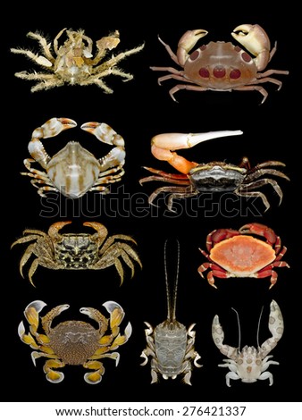 Colletion of coral reef crabs on black background