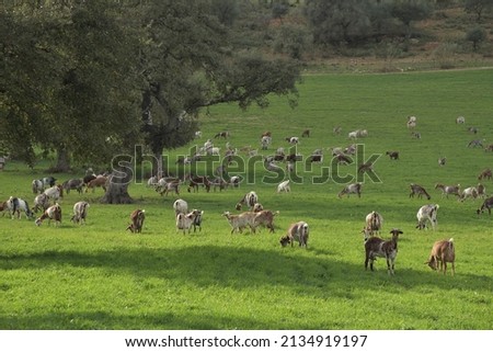 Large flock of payoya goats in their typical white and brown, peacefully grazing on fresh green spring grass under mighty holm oaks, more Iberian dehesa prairie landscape in the back, El Bosque, Spain Foto stock © 