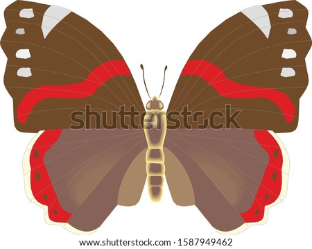 Admiral butterfly in vector. Brown main color.
