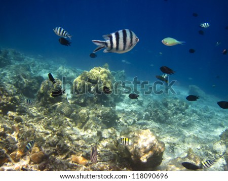 Beautiful sea fish under water