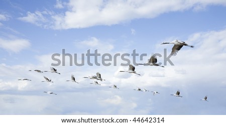 Similar – Image, Stock Photo cranes Flying Formation