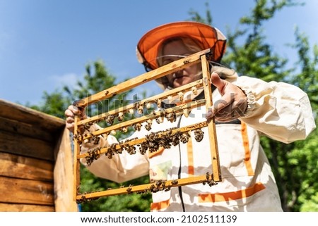 Bees and organic honeycomb with royal jelly. Woman beekeeper holding a wooden frame with queen cells, honeycomb with royal milk of bees. Honey Bee Brood care. honey bee colony, beehive, beekeeping